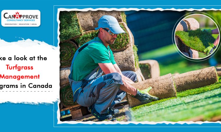 Turfgrass Management